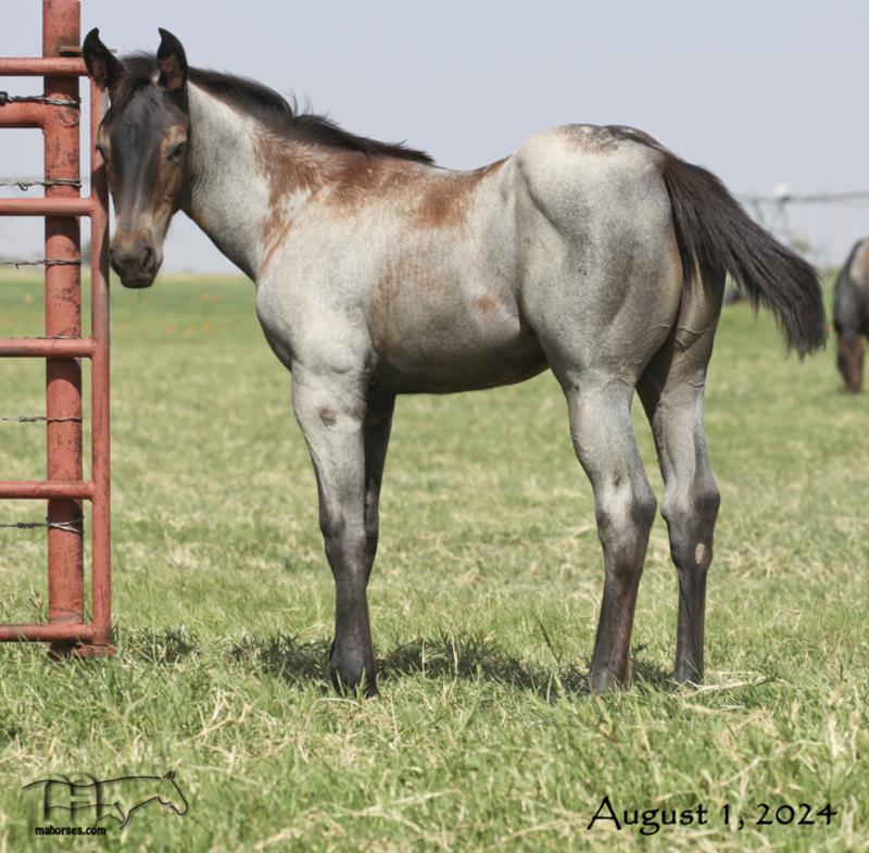 Dividends Perks MA's 2024 Roan Filly